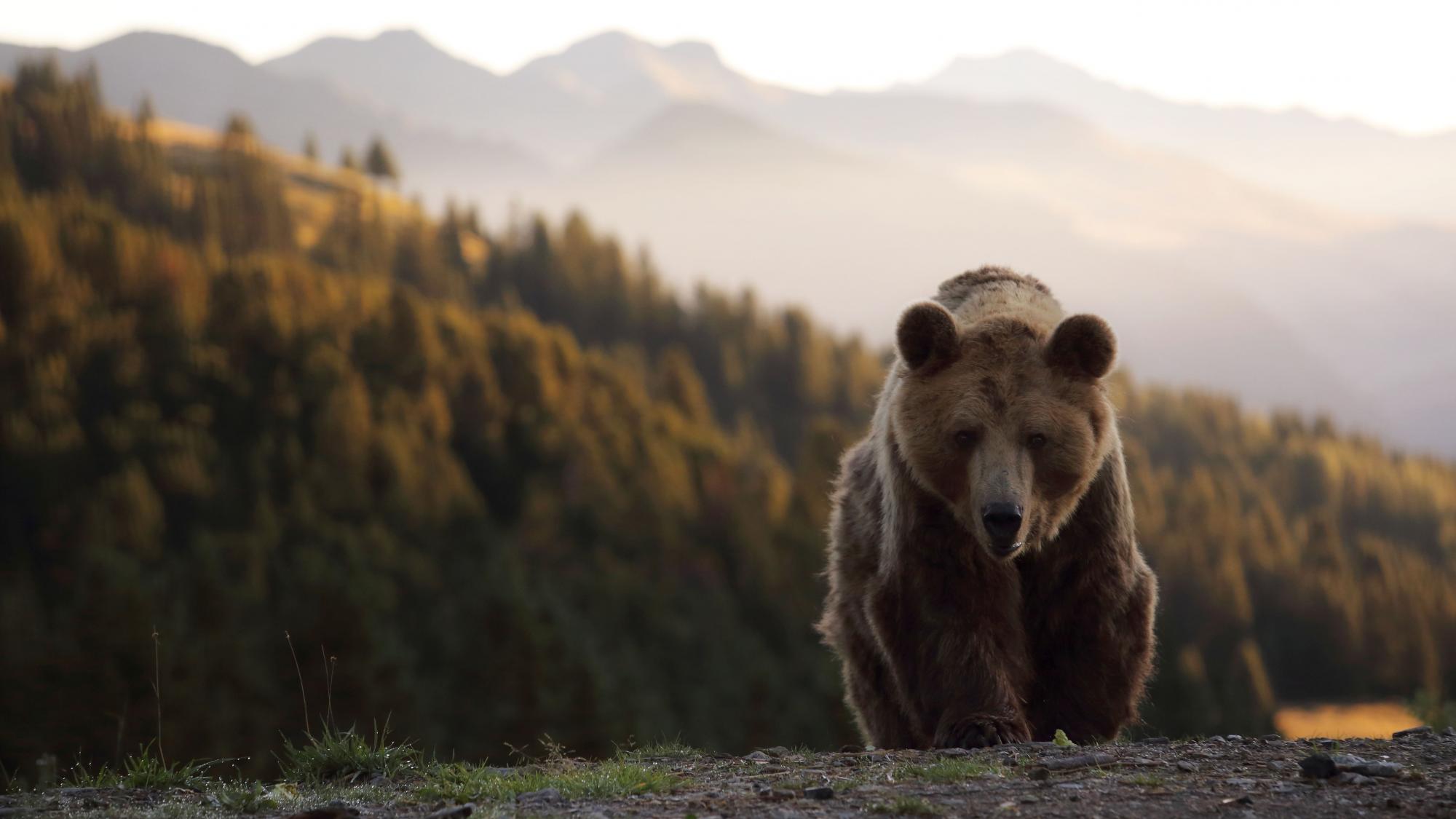 Ein bärenstarkes Weekend in Arosa
